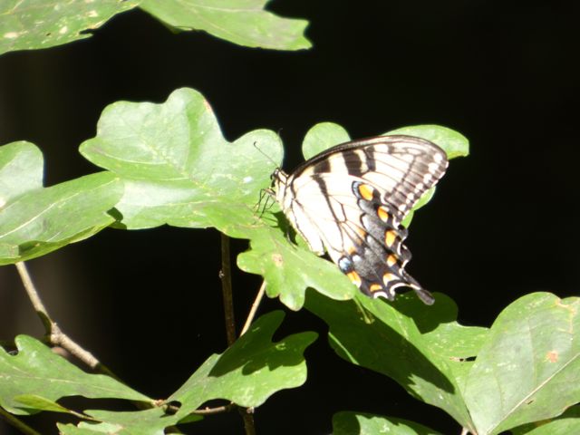 Tiger Swallowtail