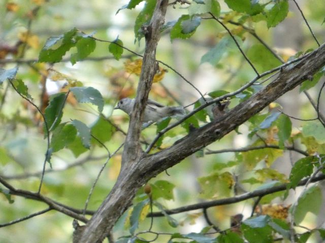Tufted Titmouse
