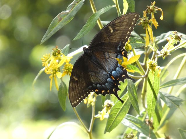 Eastern Tiger Swallowtail