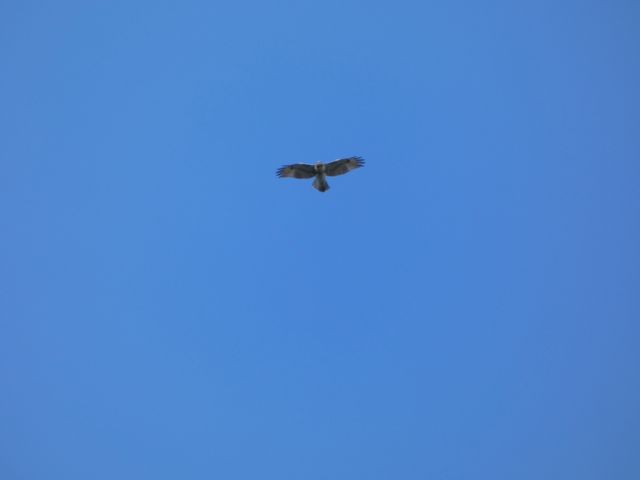 Red Tailed Hawk