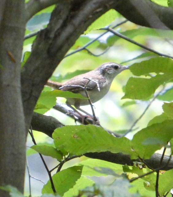 Carolina Wren