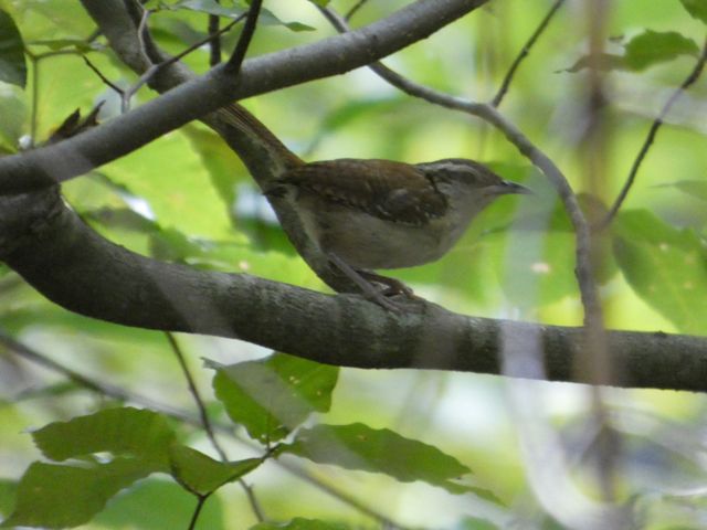 Carolina Wren
