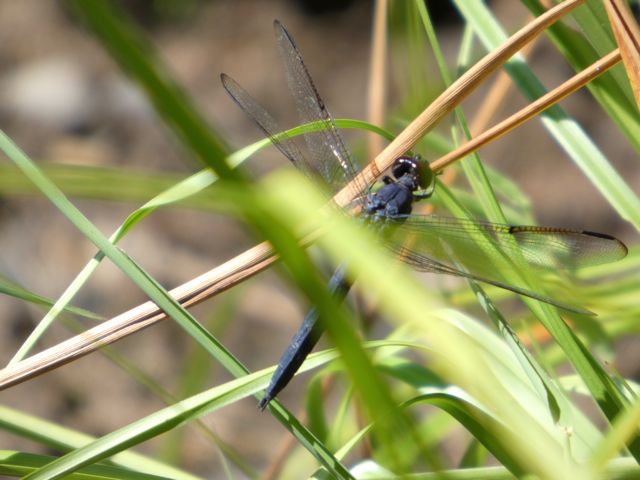 Slaty Skimmer