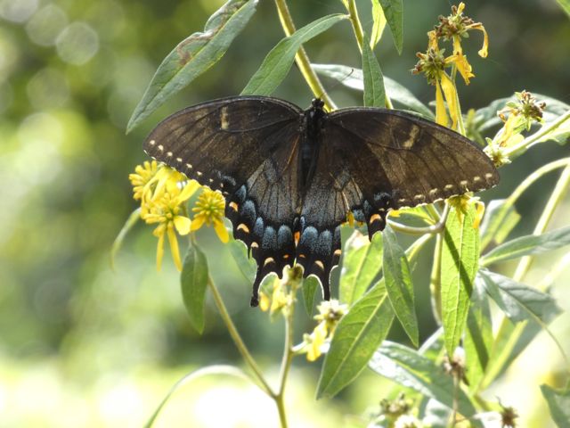 Eastern Tiger Swallowtial