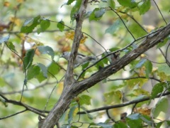 Tufted Titmouse