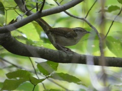 Carolina Wren