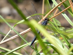 Slaty Skimmer
