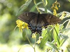 Eastern Tiger Swallowtial
