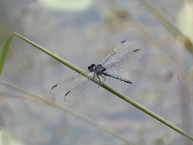 Slaty_Skimmer_Sep14
