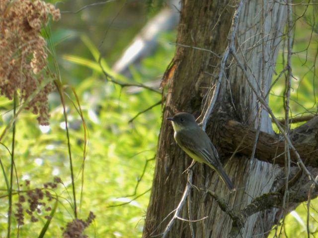 Eastern_Phoebe_Sep15_02