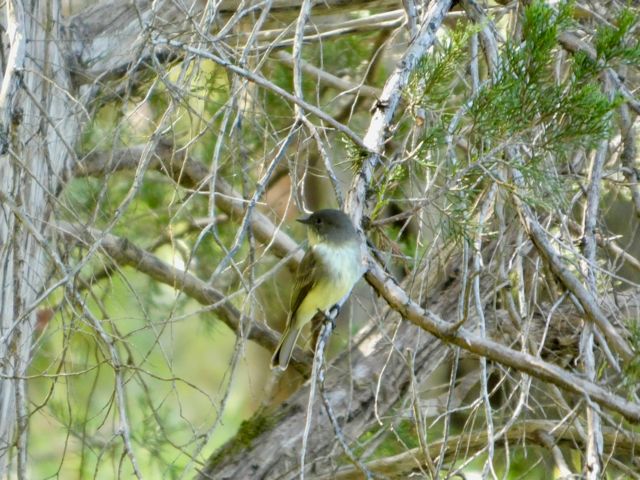 Eastern_Phoebe_Sep15_03