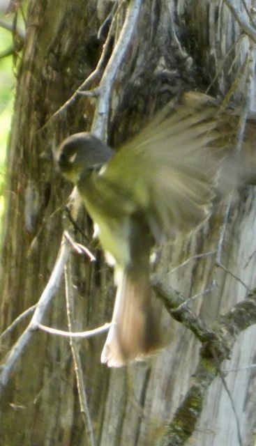 Eastern_Phoebe_Sep15_04