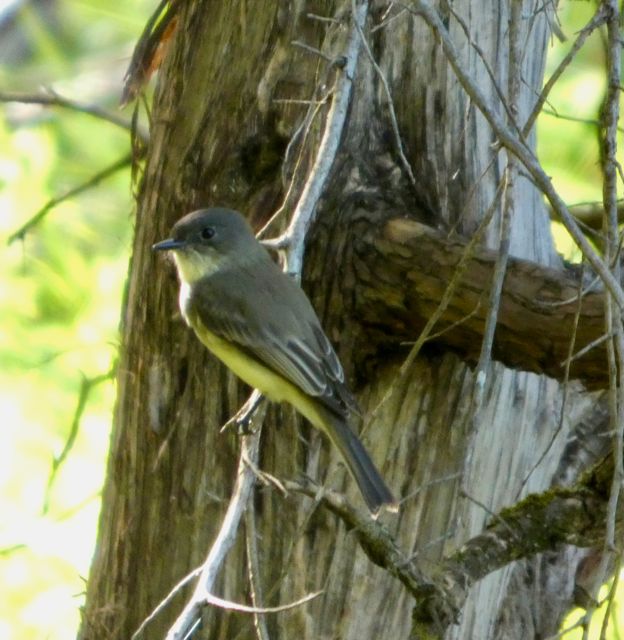 Eastern_Phoebe_Sep15_05