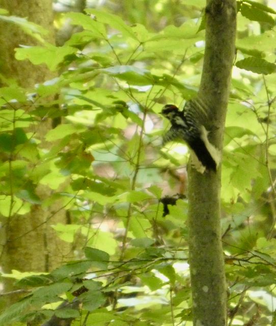 Woodpecker_not_sure_which_kind