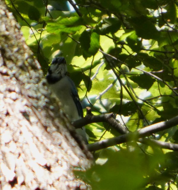 Blue_Jay_Sep13_03