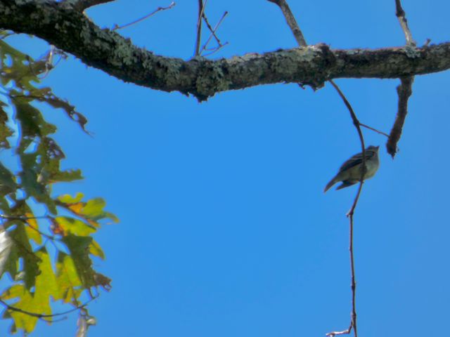 Myrtle_Warbler_Sep13_01