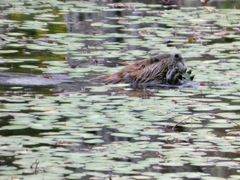 Beaver_Sep13