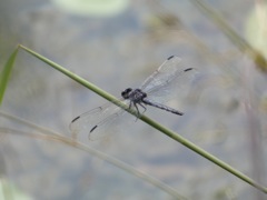Slaty_Skimmer_Sep14