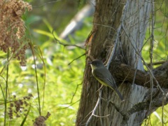 Eastern_Phoebe_Sep15_02