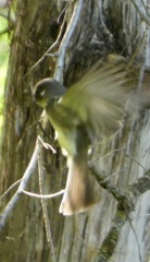 Eastern_Phoebe_Sep15_04