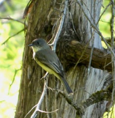 Eastern_Phoebe_Sep15_05