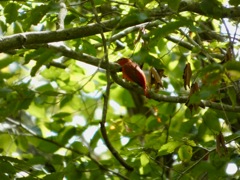 Summer_Tanager_Sep12