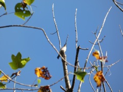 Eastern_Phoebe_Sep13