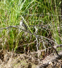 Eastern_Phoebe_Sep13_02