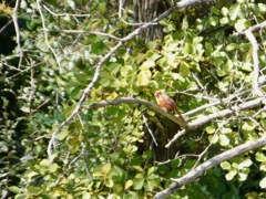 Fledgling_Cardinal_Sep13