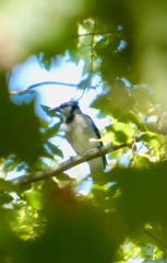 Blue_Jay_Sep13_01
