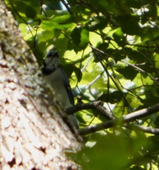 Blue_Jay_Sep13_03