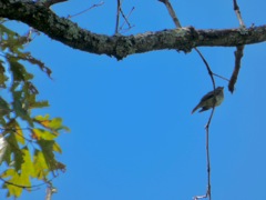 Myrtle_Warbler_Sep13_01