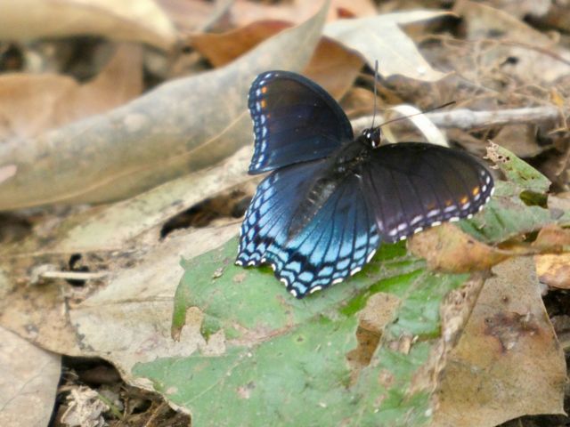 White_Admiral_Sep16_02