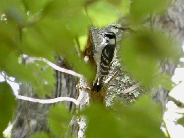 Downy_Woodpecker_Sep15_01
