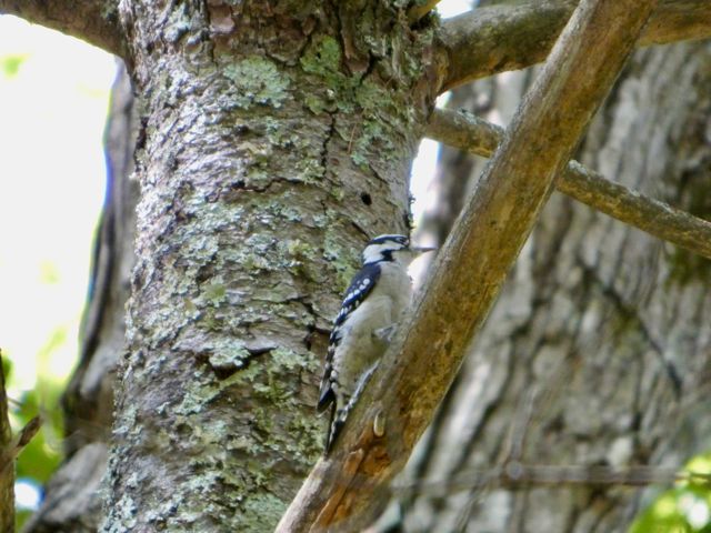 Downy_Woodpecker_Sep15_02