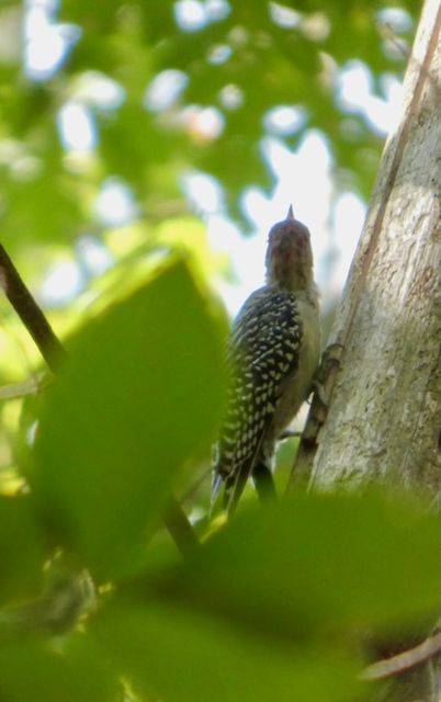 Red_bellied_Woodpecker_Sep15_01