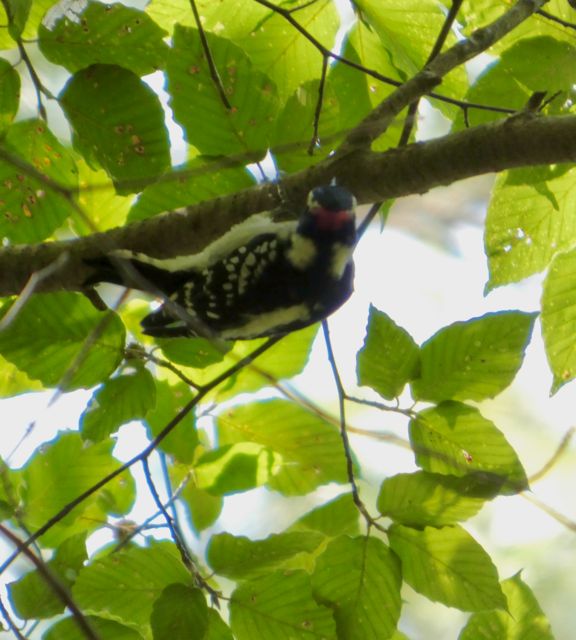 Downy_Woodpecker_Sep15_04