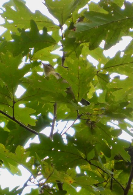 Tennessee_Warbler_Sep16