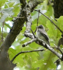 Eastern_Wood_Pewee_Sep16_02