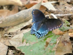 White_Admiral_Sep16_02