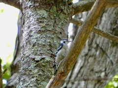 Downy_Woodpecker_Sep15_02