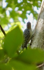 Red_bellied_Woodpecker_Sep15_01
