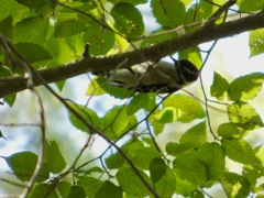 Downy_Woodpecker_Sep15_03