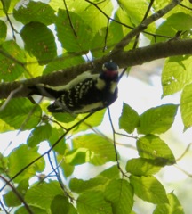 Downy_Woodpecker_Sep15_04