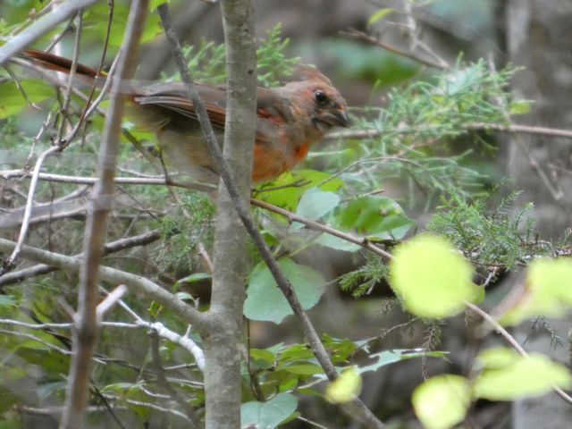 Female Cardinal
