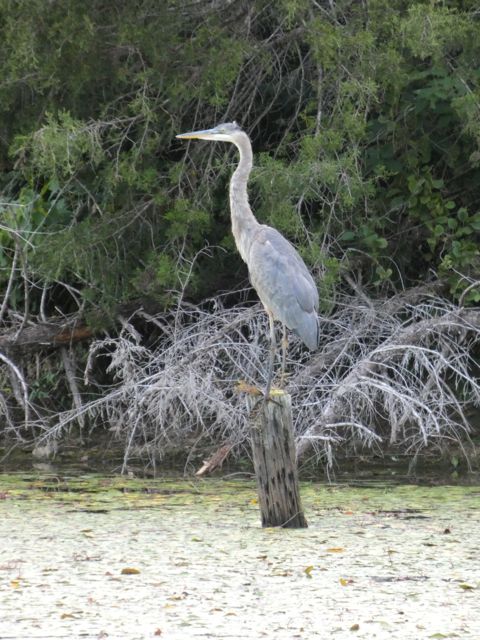 Heron on post