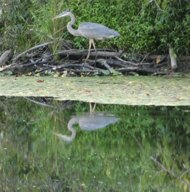 Heron and reflection