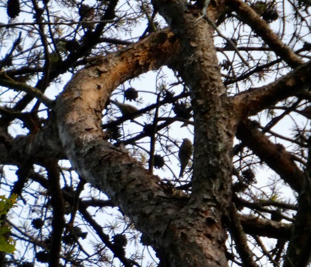 Cedar Waxwings on a date