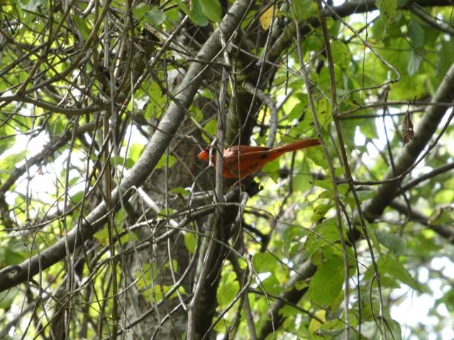 Male Cardinal