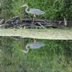 Heron and reflection